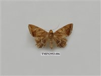 藏品(夜蛾320)的圖片